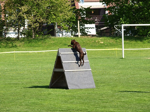 www.atibox.net * www.euroboxer.eu * www.boxergenealogia.eu